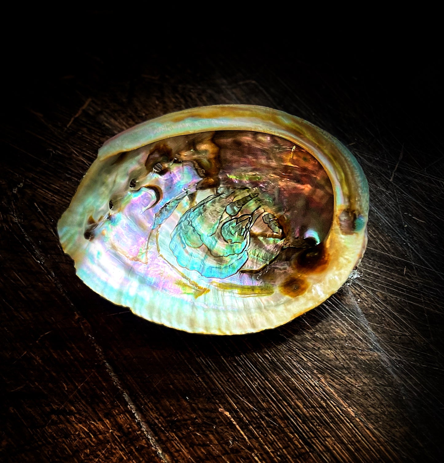 Abalone Shell 4”
