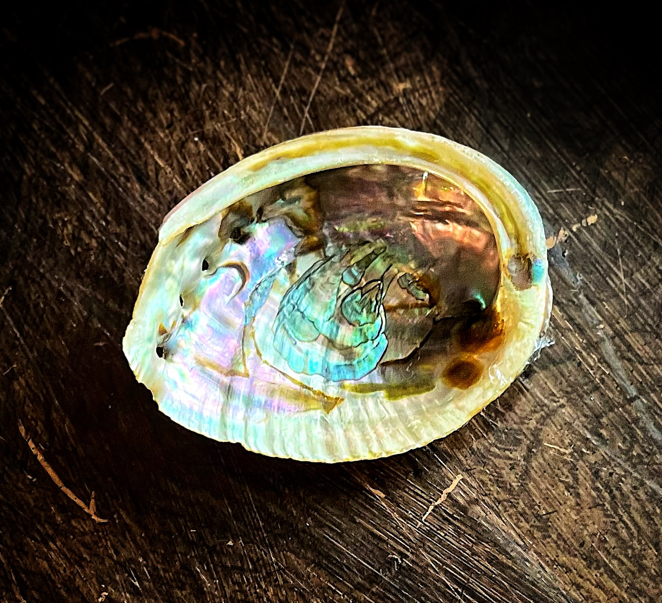 Abalone Shell 4”