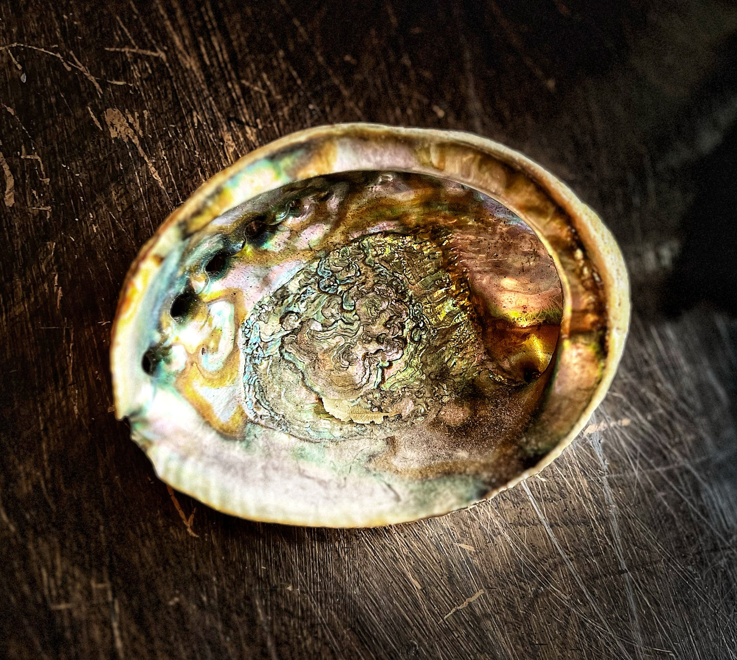 Abalone Shell 4”